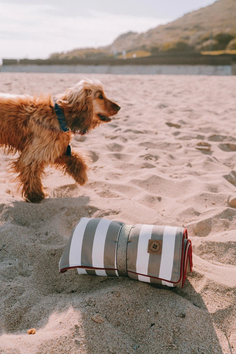 Plaid nomade pour chiens et chats - collection Maison Jean Vier 2023