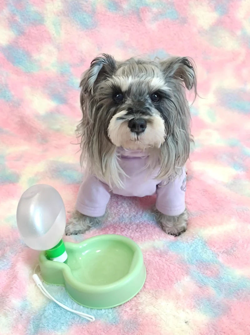 Gourde DOGGO